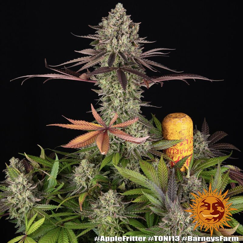 Apple Fritter, Фасовка: 3, изображение 2